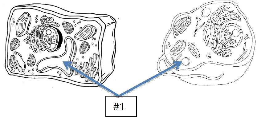 Slide 40 (nswer) / 50 32 Las uniones de las células animales pueden unir o sujetar las células para evitar la filtración y proporcionar una capa fuerte.