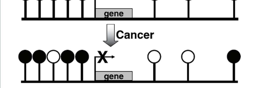 Epigenética: Efecto del envejecimiento y el cáncer sobre los patrones de