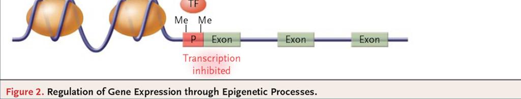 Los mecanismos epigenéticos que controlan