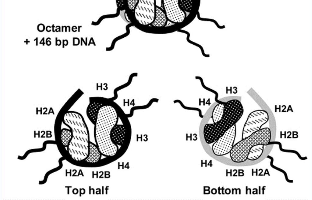 octámero de histonas. En un nucleosoma el DNA hace 1.7 giros en torno al octámero de histonas.
