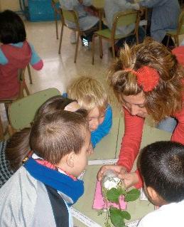 Asimismo, aprenden a identificar y diferenciar las plantas más representativas del término municipal de Petrer según su forma, color, tamaño, etc. Alumnos de infantil, 5 años.