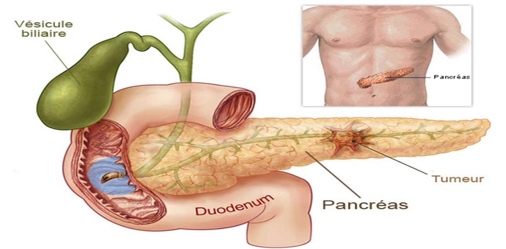 Páncreas: Una glándula mixta