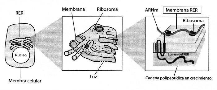 Retículo Endoplasmático Rugoso (RER) Es una red de sacos aplanados delimitados por una membrana, cuya rugosidad se debe a la presencia de ribosomas que están incrustados en la membrana plasmática de