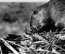 10 A beaver gets sticks from trees,
