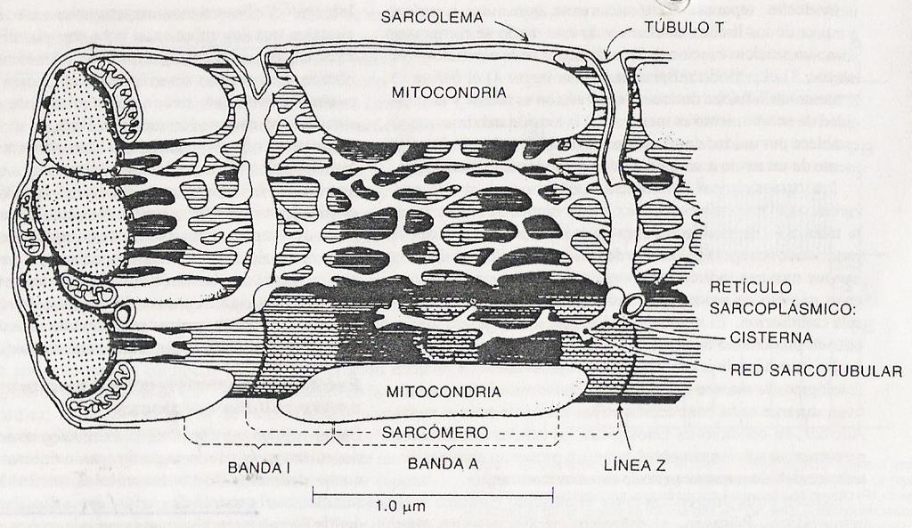 Miocardio Retículo sarcoplasmático o longitudinal L Compleja trama de túbulos intercomunicados. Almacenamiento, liberación y incorporación de calcio.