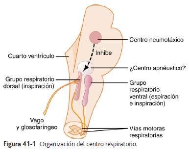 ventral Centro neumotaxico CONTROL QUIMICO DIRECTO DE LA