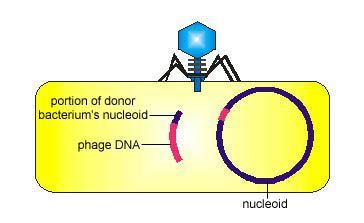 The bacteriophage inserts its genome into the bacterium's nucleoid to become a prophage. http://www.cat.cc.md.