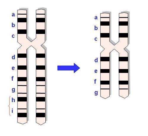 Mutaciones Cromosómicas Estructurales