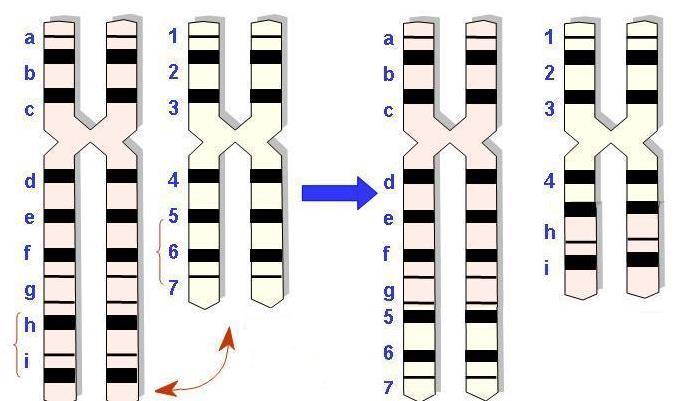alterando la estructura y función de un gen.