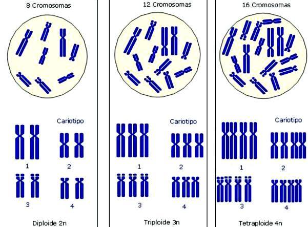 Mutaciones Cromosómicas Numéricas o Genómicas Las mutaciones cromosómicas numéricas son alteraciones en el número de cromosomas propios de la especie.