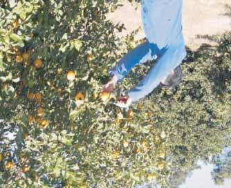 35% de jugo (Fig. 1) y se recolectaron cinco limones del suelo por sitio de muestreo (Fig. 2); alcanzando un total de 50 limones de la planta y 50 limones del suelo por localidad.