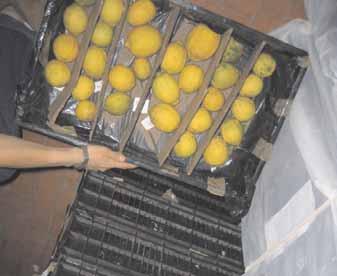 2.- Muestreo de frutos en empaque a) Empaques Los muestreos de frutos se realizaron durante el período de exportación (otoño - invierno), con una frecuencia semanal.