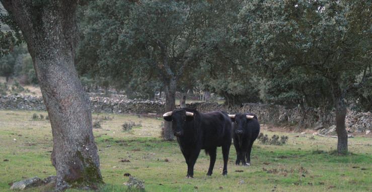Los toros de Carlos Charro, de encaste Domecq, se distribuyen entre dos fincas: Peña de Cabra,