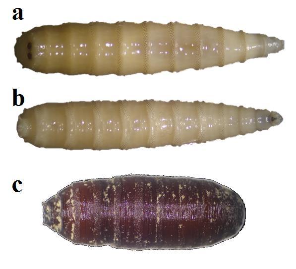 Figura 13: Larva III de C. macellaria en a. vista dorsal y b. vista ventral y c. pupa de la misma especie. Figura 14: Promedio del crecimiento larval en C. macellaria, a 29,14 C, H.