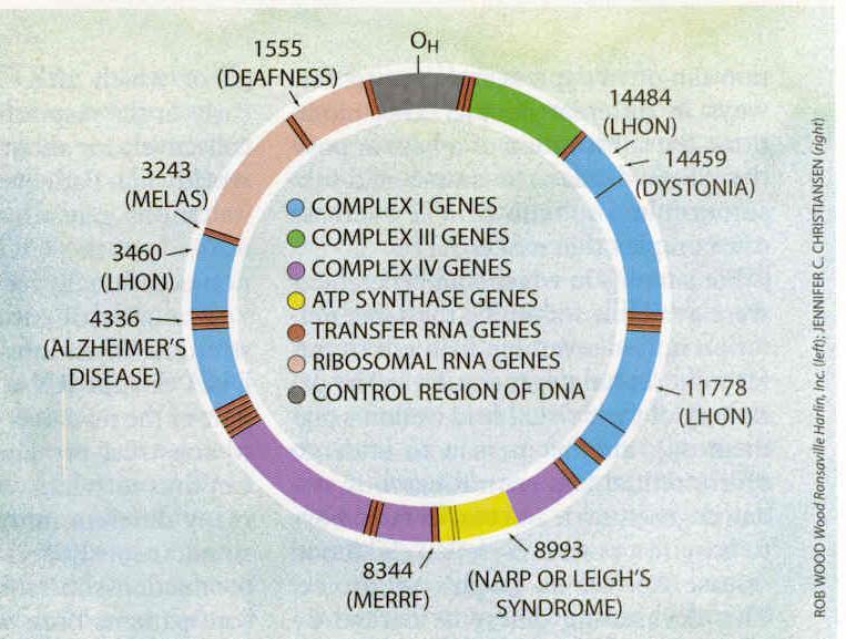Mutaciones del DNAmt asociadas a enfermedades