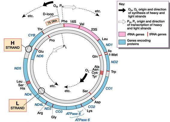 Características del DNA mitocondrial Molécula circular (16569 bp en humanos). Secuencia completa: Anderson, et al., 1980.