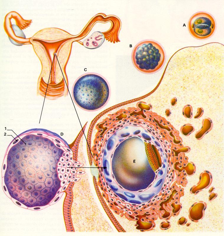 Embriogénesis