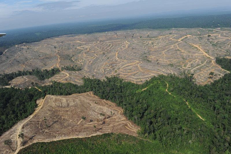 Deforestación El principal impacto que las ONGs denuncian es la deforestación.