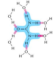 Moléculas hidrofílicas: Sustancias que se disuelven en agua. Compuestas de iones o moléculas polares que pueden interactuar con las moleculas de agua que las rodea.