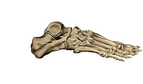 fémur pubis isquión huesos de la mano carpo metacarpo coxis