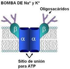 Proteína integral 2 subunidades β 2 subunidades α