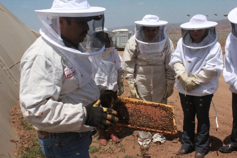 OBJETIVO GENERAL OBJETIVOS PARTICULARES Se inducirá a los participantes a la practica de la apicultura con una visión empresarial.