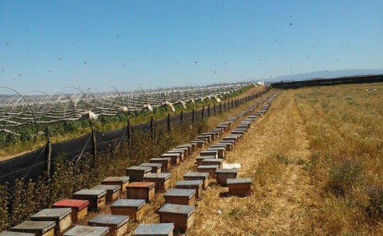 Un apiario es un conjunto de colmenas colocadas en un lugar apropiado