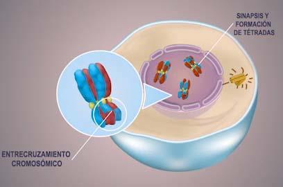 Profase I Es la fase más larga de la meiosis Los cromosomas homólogos se unen en forma especifica, gen por gen (sinapsis). Los pares formados se conocen como bivalentes o tétradas.
