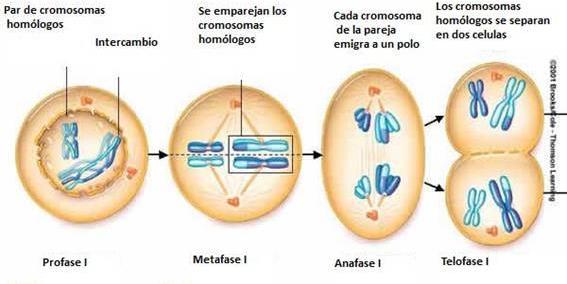 Meiosis I Telofase I Se generan dos núcleos en los polos de la célula.