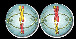 Los cromosomas se unen a las fibras del Huso Meiótico y comienzan a migrar