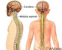 Shock neurógeno (medular): Se produce cuando la lesión interrumpe las vías nerviosas simpáticas en la médula espinal. Esto suele suceder por lesiones en la columna toracolumbar.