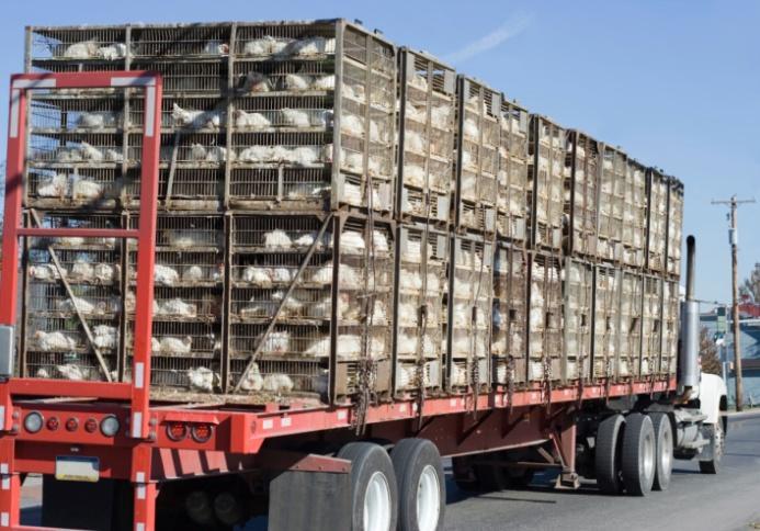 Distancia transportada En España cada día: IMPORTACIONES EXPORTACIONES 3500 cerdos vivos 3000 cerdos vivos?? 330.000 kg carne de pollo 205.
