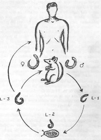 El gubernaculum consiste en dos ramas que se unen antes de terminar en la cloaca La bolsa copulatoria es simétrica y bien desarrollada.