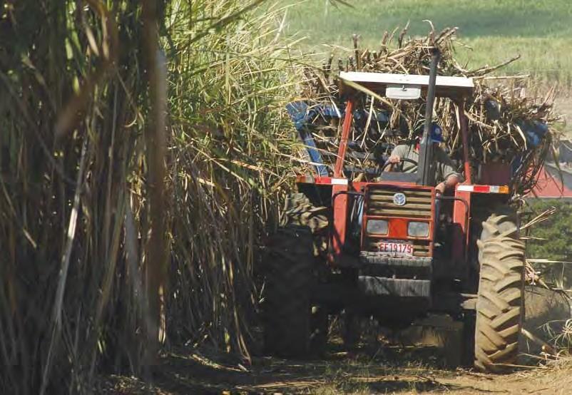 Al valorar el grado de crecimiento productivo alcanzado, es evidente por los resultados obtenidos que la mayor cantidad absoluta de bultos de azúcar fabricados se dio en la Región de Guanacaste