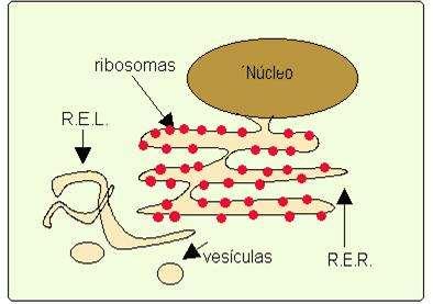 Retículo endoplasmático rugoso (RER)y liso (REL) REL carece de ribosomas, se localiza cerca de RER y el Aparato de Golgi.