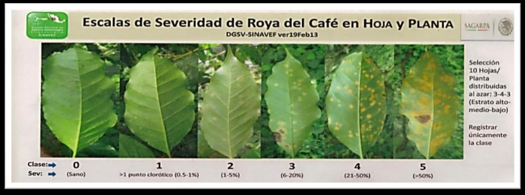 Que ocasiona la roya en la planta del café La roya es la enfermedad mas destructiva del cafeto y la de mayor importancia económica a nivel mundial Provoca la caída prematura de las hojas Propicia