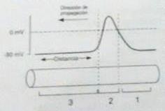 En los tres casos, la línea punteada indica el potencial de membrana en reposo que fue de -70 mv.