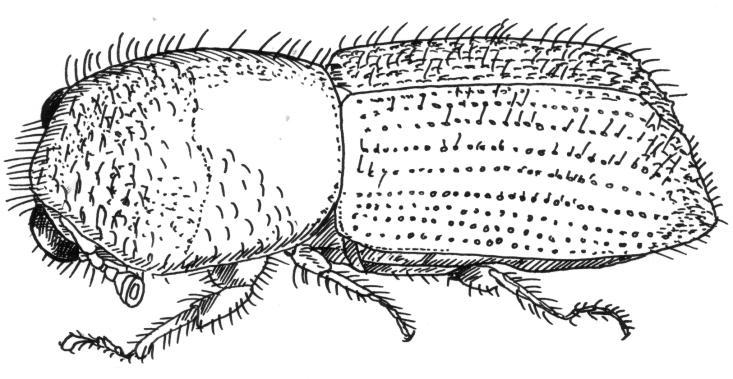 Xyleborus spp. Este Scolytidae, perforador de madera, es de forma cilíndrica y oblonga en vista dorsal.