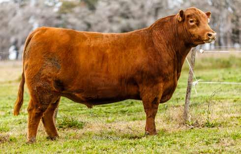 MACHOS ALGUIL 2682 FUNDADOR Q. Muy destacado toro colorado hijo de nuestra donante RP 2334 quien fuese reservada campeona vaca con cría en Palermo y hoy destacada donante en nuestro programa genético.