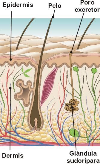 Anexos de la piel: Las estructuras anexas de la piel incluyen pelos, uñas, glándulas sebáceas, glándulas sudoríparas ecrinas y glándulas sudoríparas apocrinas. Fig 3. Piel y anexos.