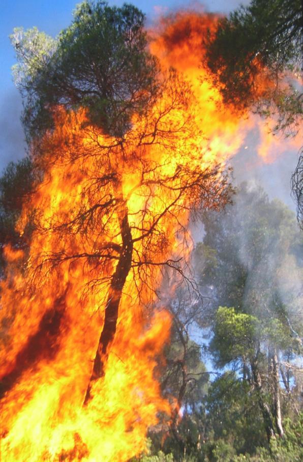 Conclusiones Las simulaciones revelan alto riesgo de mega-incendios con altos costes de extinción y altos impactos ambientales en las situaciones actuales.