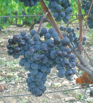 Racimo de la Variedad Merlot - Ensayo de la Morera Montsant. Foto: Ll. Serra. Ha dado vinos de buen color y graduación (M 13,81º), agradables, finos y apropiados para crianza o vinos jóvenes.