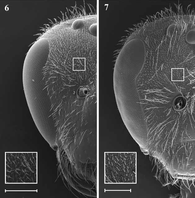 72 Rev. Soc. Entomol. Argent. 69 (1-2): 65-89, 2010 Figs. 6-7. Halictillus, hembra. Cabeza. Extremo inferior derecho: Detalle del área remarcada. 6, H. badiclypeus sp. nov.; 7, H. reticulatus sp. nov. (Escala = 250 µm).