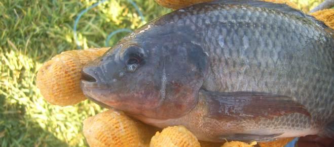 noviembre del año 2015, en producción pesquera destaca el Camarón de Altamar con 5,112