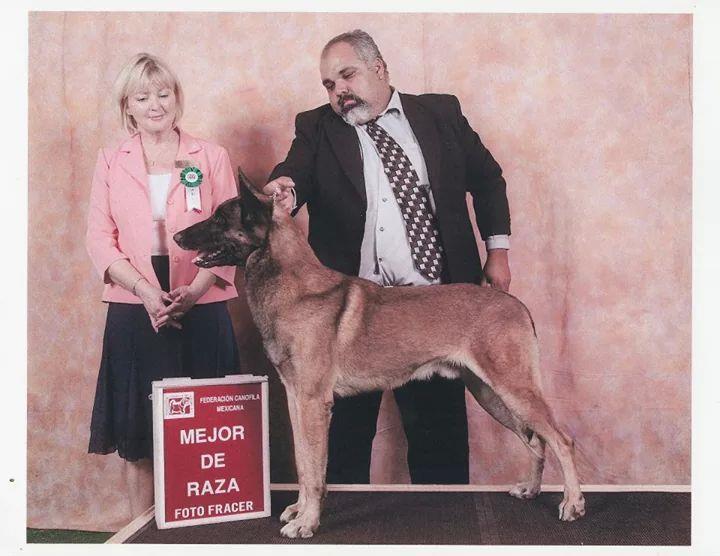 mx Alianza con Uno de los Mejores Criadores de Perros en México.