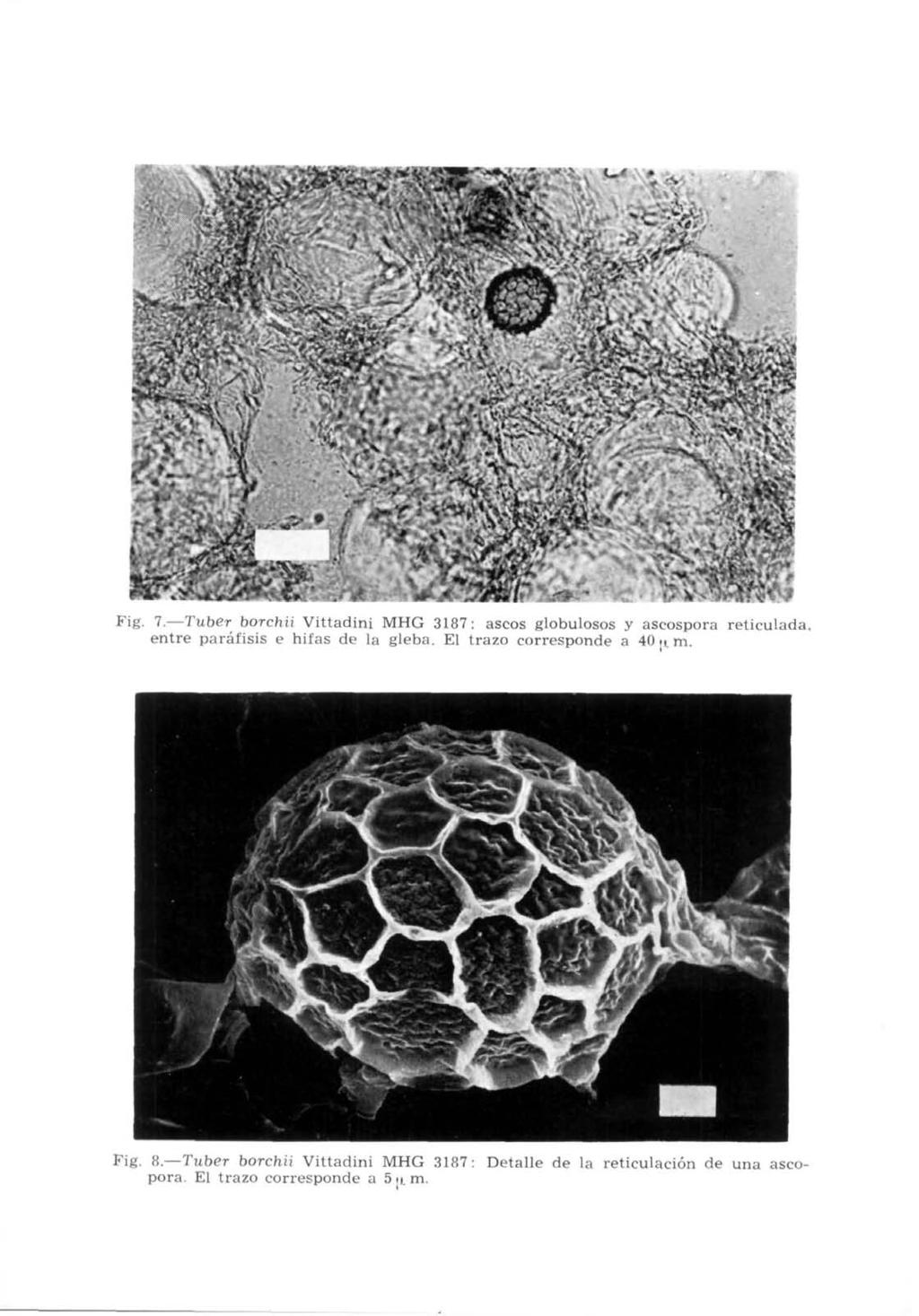 ',.^. Fig- 7. Tuber borchii Vittadini MHG 3187: ascos globulosos y ascospora reticulada, entre paráfisis e hitas de la gleba.