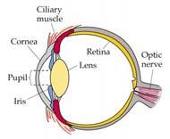 El ojo humano Estructura del ojo Músculos ciliares Córnea Humor acuoso Pupila Iris Esclerótic a Retina Nervio Cristalin óptico o Índices de