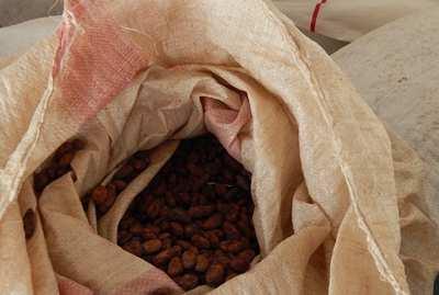 Al igual que las especias, el litchi y el café, el cacao es un cultivo esencial para la economía de Madagascar.