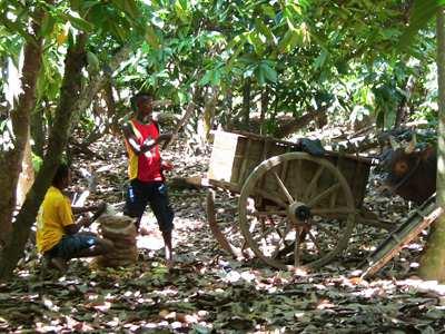 Protege el medio ambiente Durante más de 50 años, los árboles de cacao de Sambirano crecen bajo grandes árboles de sombra, en agroforestería.
