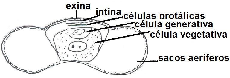 En la microspora o grano de polen de pino (Gimnospermas), la exina se dilata formando dos sacos aeríferos, la intina rodea a la célula vegetativa, a la célula generativa y a dos células protálicas,